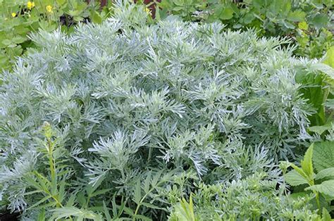 Artemisia abrotanum (Southernwood)